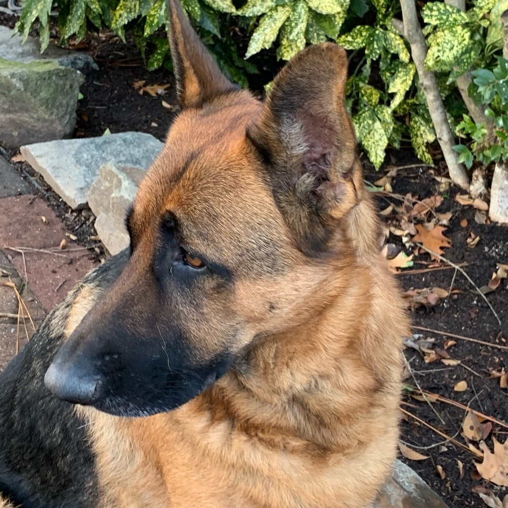 Meet your Posher, Kali